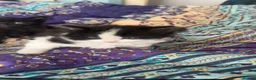 Mixed Breed cats for sale: Mixed - Advert 5