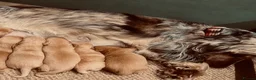 Cocker Spaniel dogs for sale: KC Registered Show Cockerspaniel Babies 🐾🐾🐾 - Advert 16