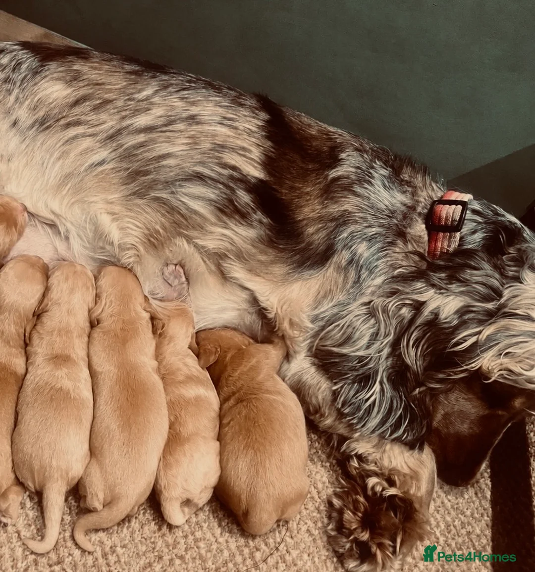 Cocker Spaniel dogs for sale: KC Registered Show Cockerspaniel Babies 🐾🐾🐾 - Advert 16
