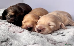 Miniature Dachshund dogs for sale: Long haired miniature dachshund ALL PUPS RESERVED - Image 3