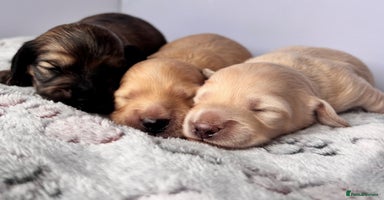 Miniature Dachshund dogs - Advert 2