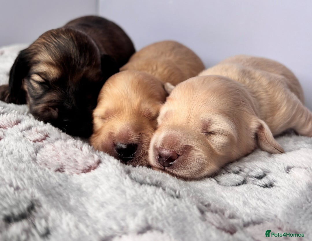 Miniature Dachshund dogs for sale: Long haired miniature dachshund ALL PUPS RESERVED - Image 3