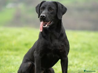 Labrador Retriever dogs Beautiful Black KC Reg Labrador Pups - Advert 2