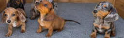 Dachshund dogs for sale: Healthy Dachshunds - Advert 10