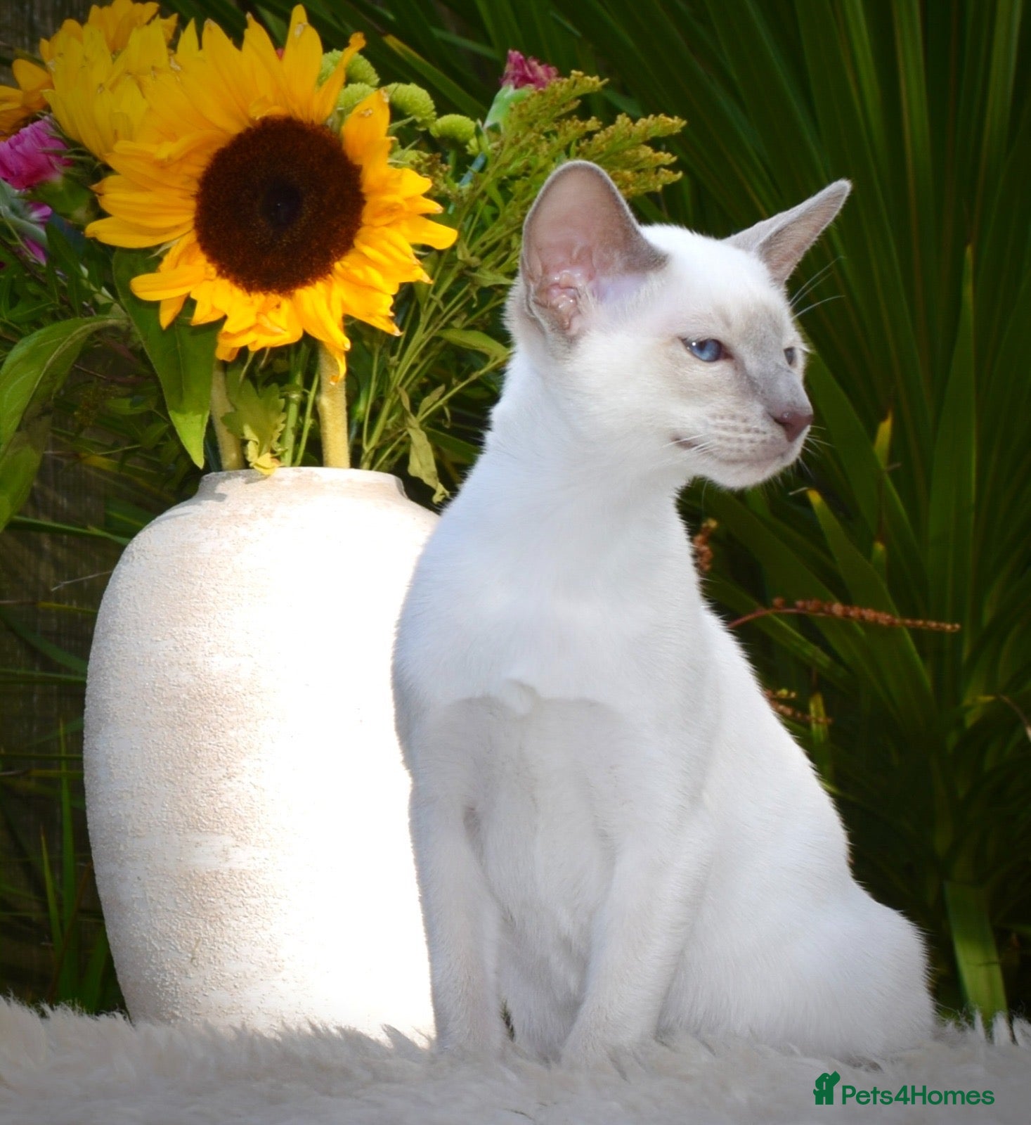 Siamese cats Stunning GCCF Siamese & Oriental Kittens - Advert 2
