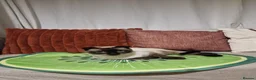 Scottish Fold cats for sale: 🐾Cute🐱 Scottish fold and Scottish straight🐱🐾 - Advert 10