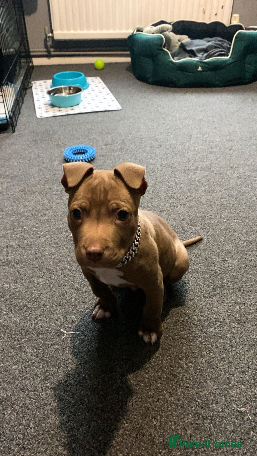 Mixed Breed dogs for sale: Male 1 year old pup - Aksel  - Advert 2