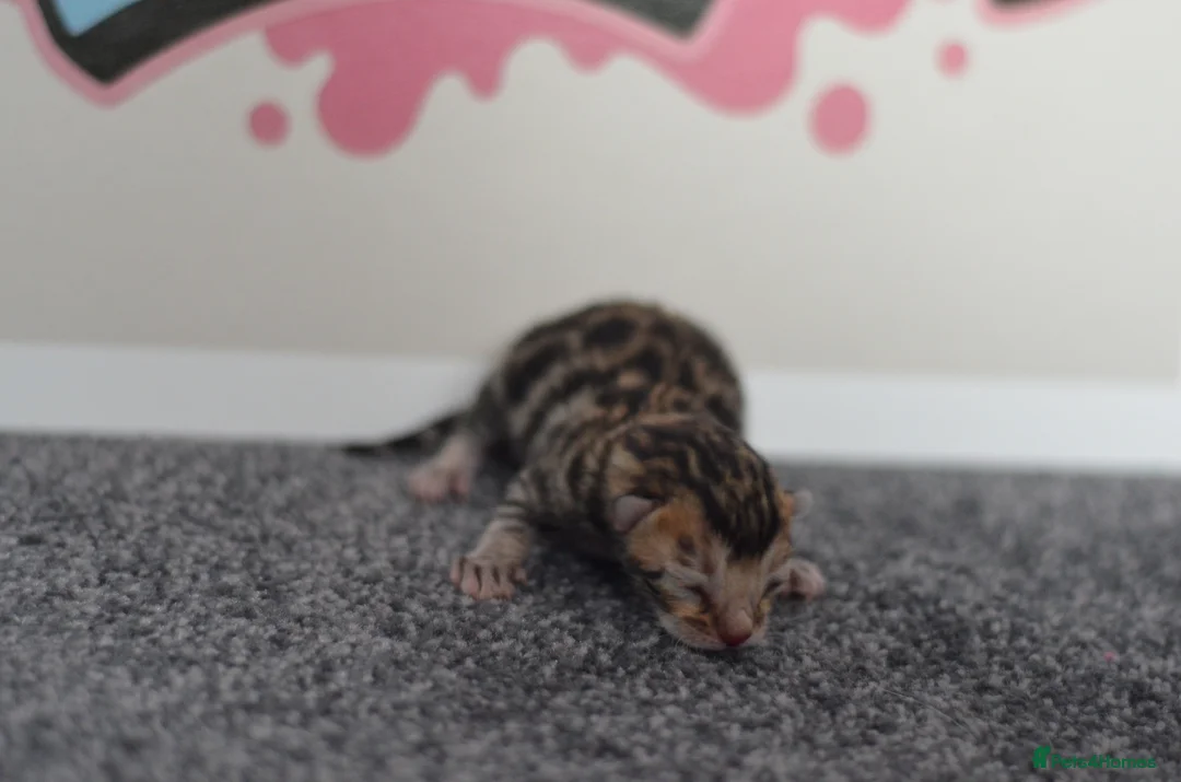Bengal cats for sale: 🧬LIMITED BENGAL KITTENS🧬 2 females left - Advert 32