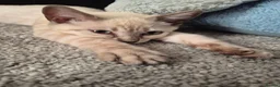 Bengal cats for sale: Bengal x Siamese Kittens  - Advert 4
