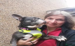 Mixed Breed dogs for adoption: ❤️Binx - 3 yo Frenchie x Boston terrier girl ❤️ - Image 17