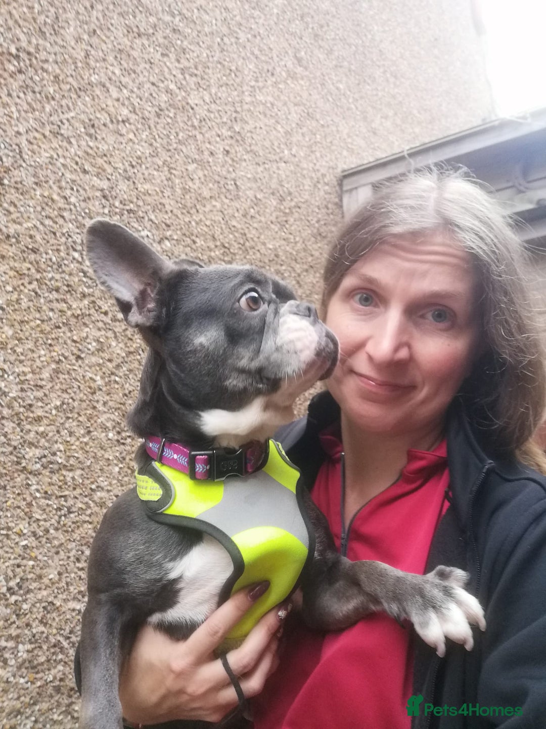 Mixed Breed dogs for adoption: ❤️Binx - 3 yo Frenchie x Boston terrier girl ❤️ - Image 17