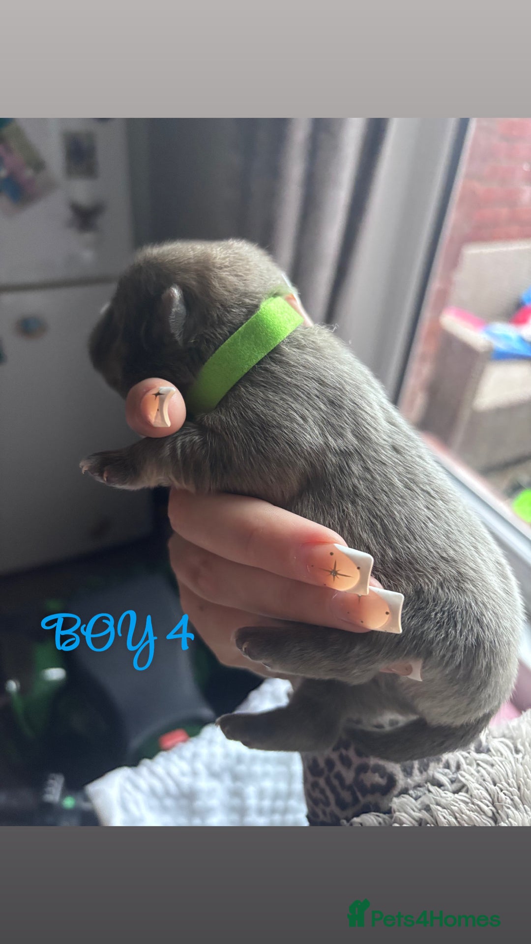 Mixed Breed dogs for sale: Chowpom puppies - Advert 18