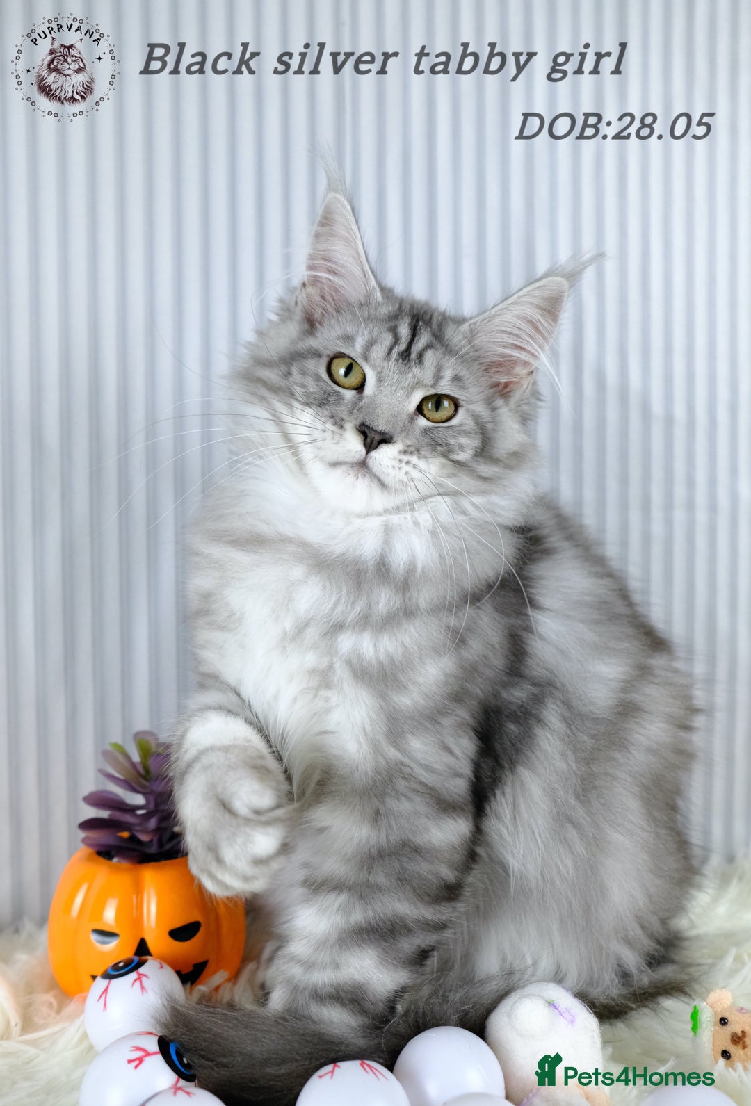 Maine Coon cats for sale: TICA registration Maine coon kittens Ready to go - Image 4