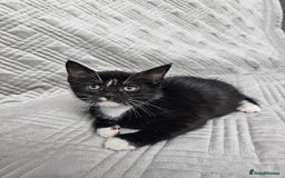 Mixed Breed cats for sale: Kittens for sale - Image 5