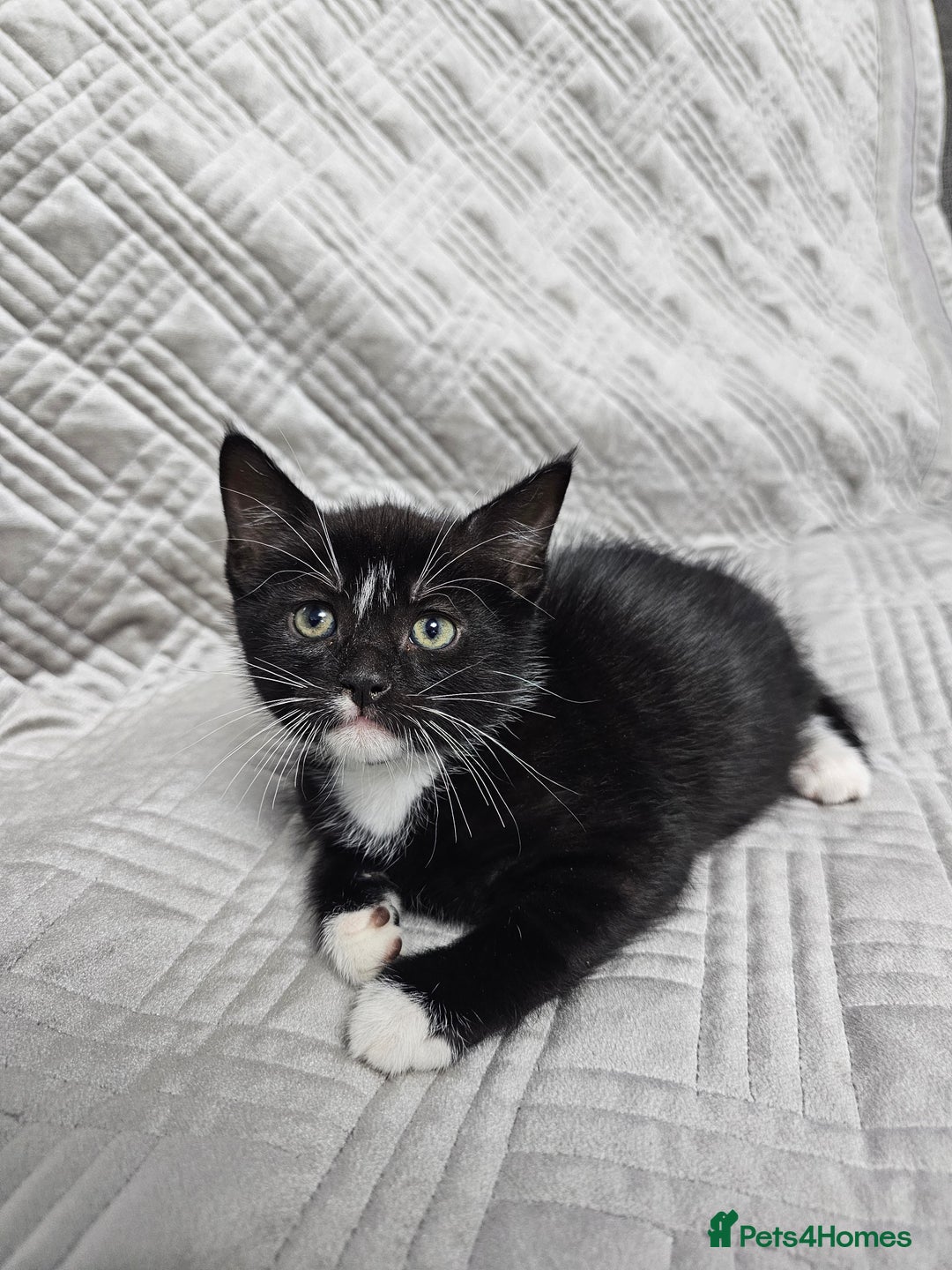 Mixed Breed cats for sale: Kittens for sale - Image 5