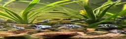 Cichlids fish for sale: DISCOUNT - POLAR BLUE CICHLIDS FRY - Advert 19