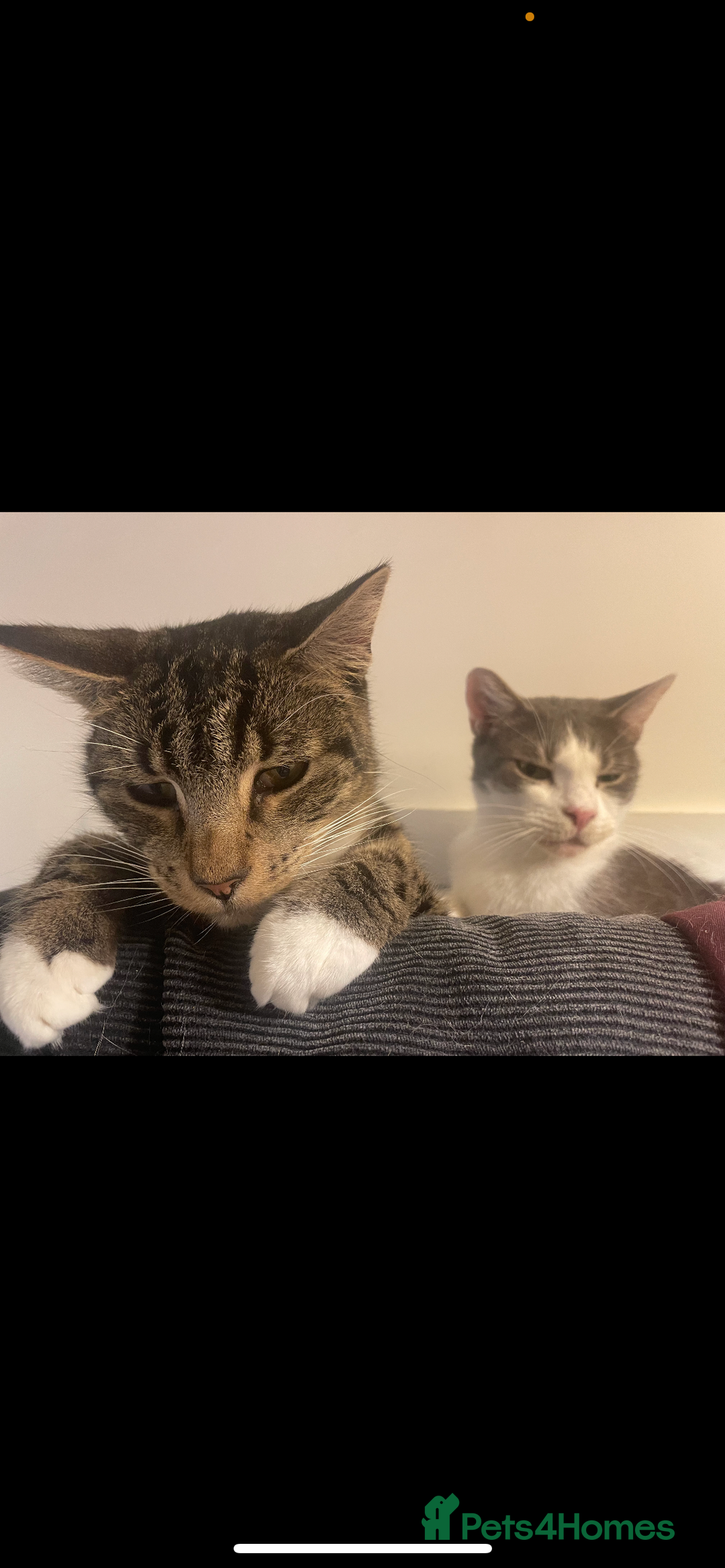 British Shorthair cats for sale: Darwin  - Advert 4