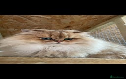 British Longhair cats for stud: Proven male / Russian import / Black golden Blh - Image 3