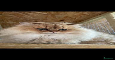 British Longhair cats - Advert 4