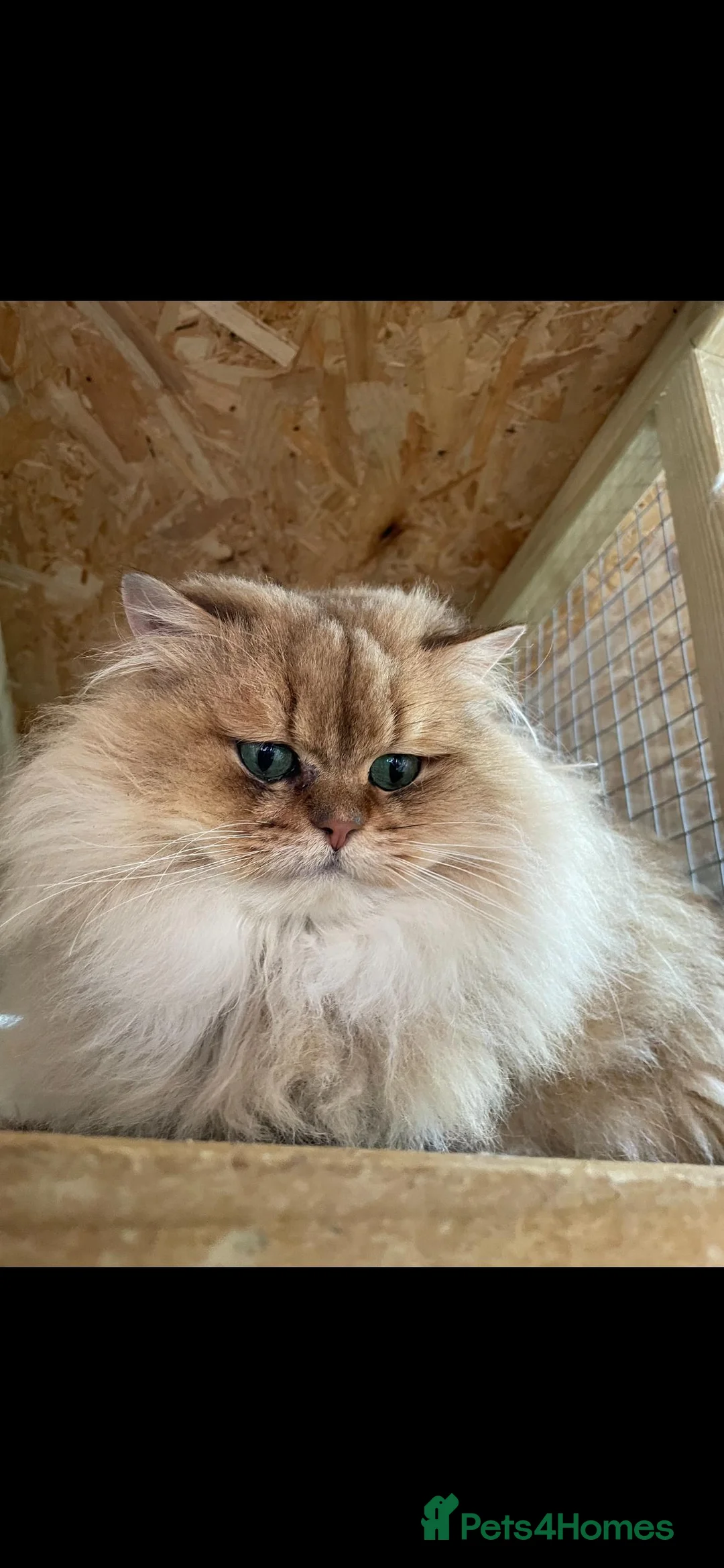 British Longhair cats for stud: Proven male / Russian import / Black golden Blh - Advert 3