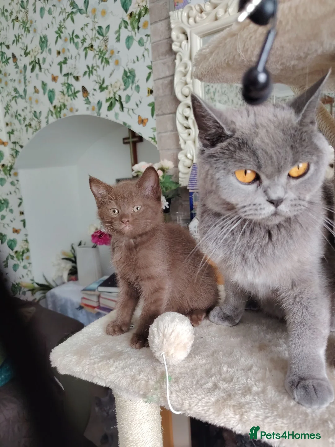 Mixed Breed cats for sale: Beautiful British short chocolate kitten.  - Advert 8