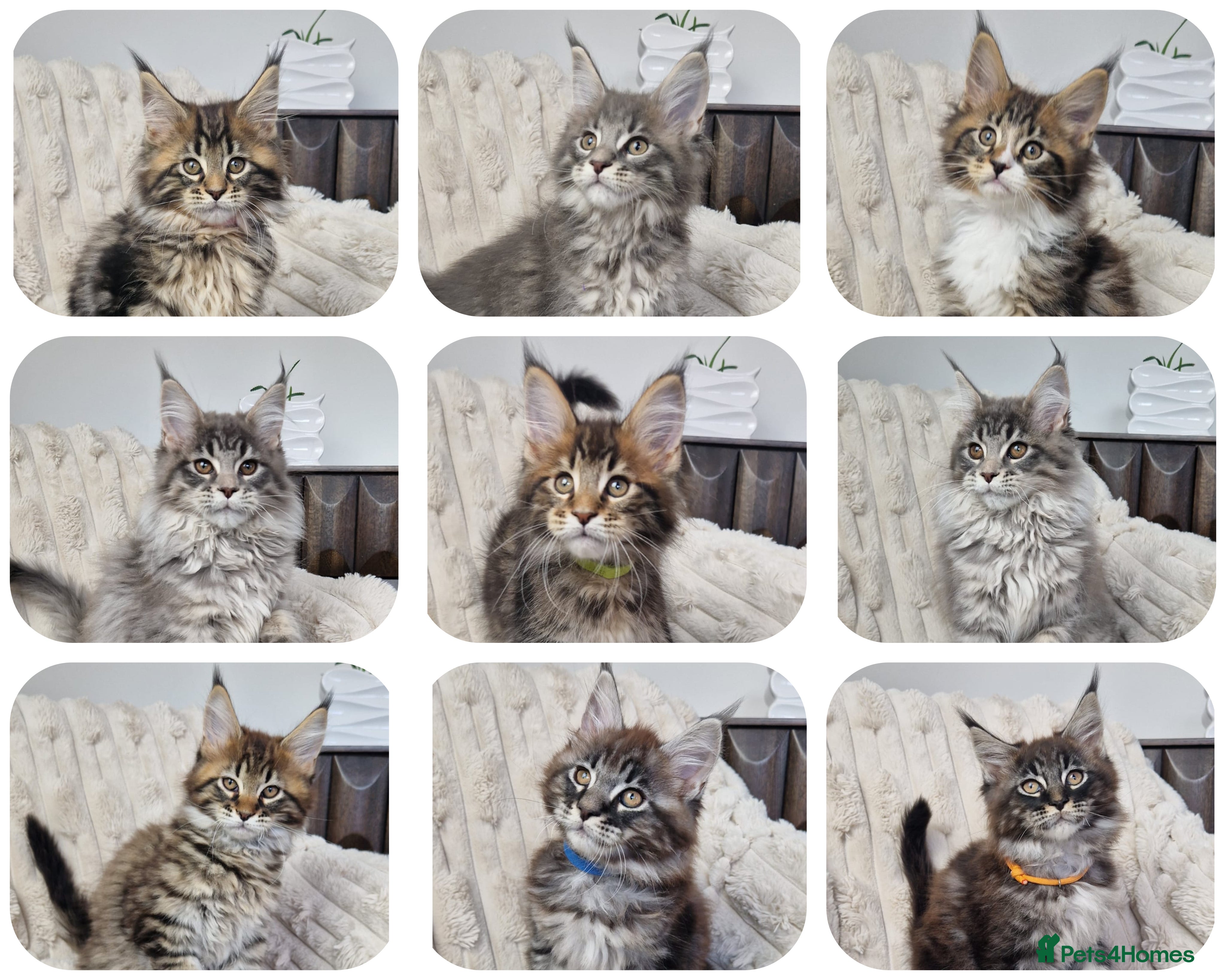Maine Coon cats  TICA registered maine coon kittens - Advert 18