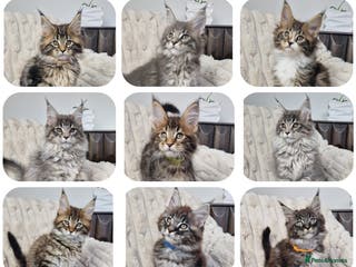 Maine Coon cats TICA registered maine coon kittens - Advert 18