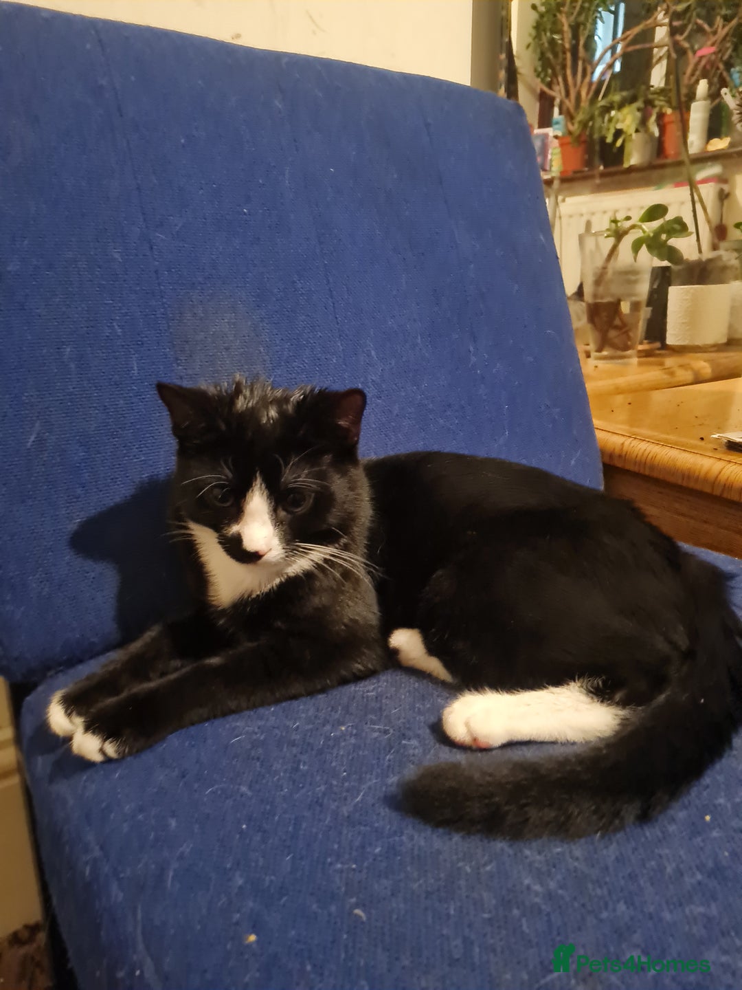 Mixed Breed cats for sale: Tuxedo Tom Boy!  - Advert 3
