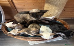 Siamese cats for sale: Siamese and orientals - Image 11