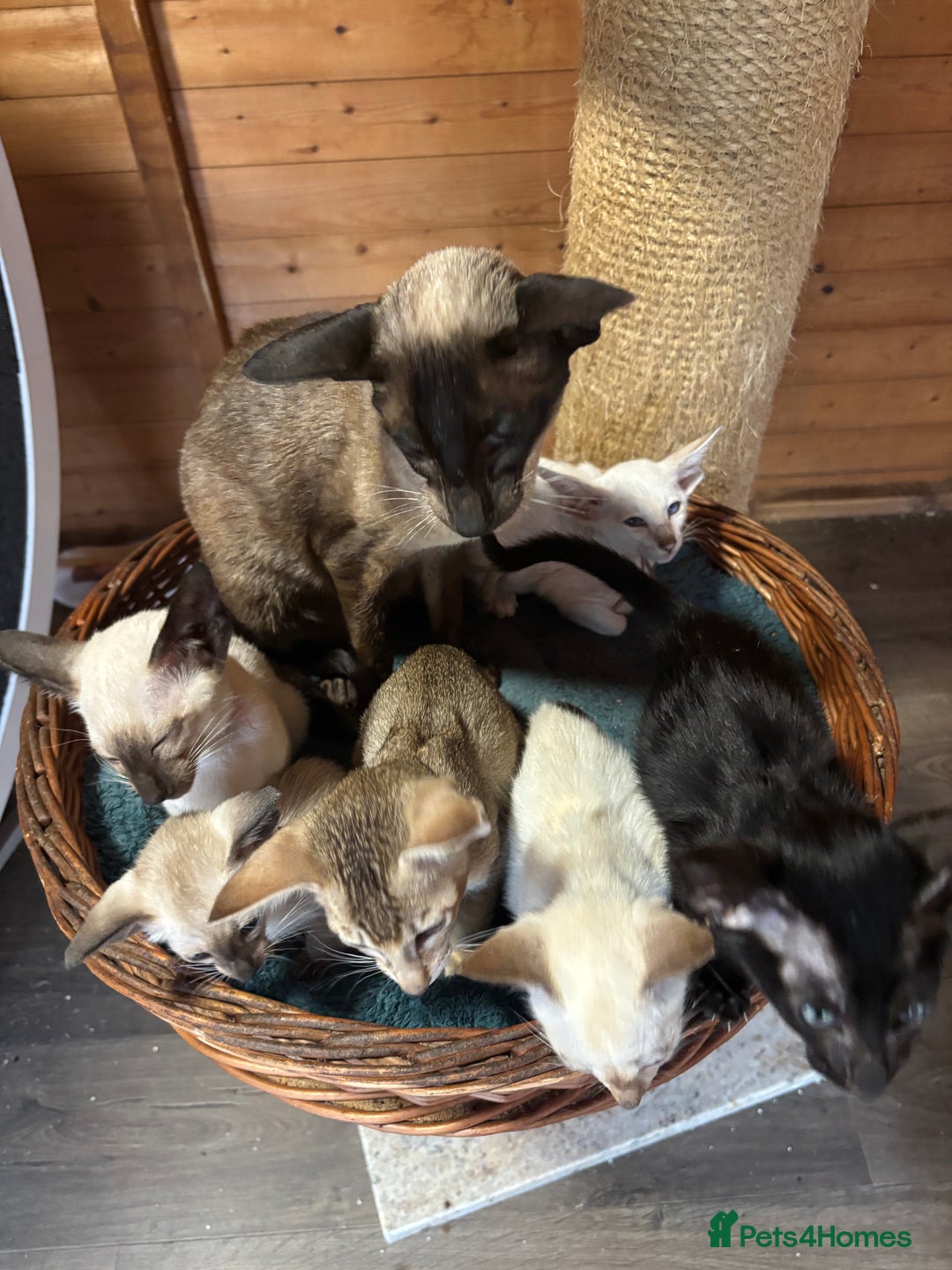 Siamese cats for sale: Siamese and orientals - Image 11