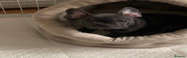 French Bulldog Puppy 