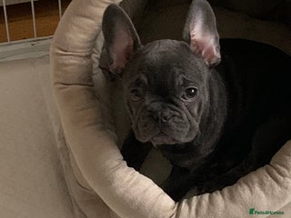 French Bulldog dogs French bulldog - Advert 1