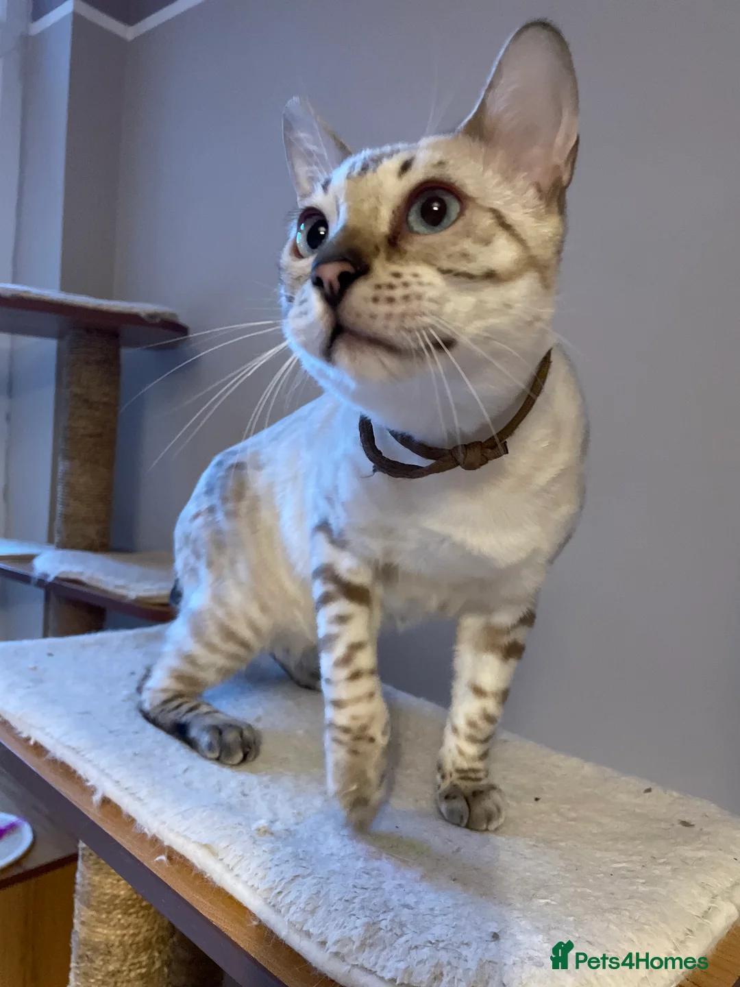 Bengal cats for sale: Outstanding pedigree Bengals - Advert 19