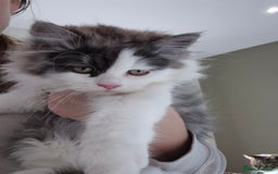 Mixed Breed cats for sale: Your best friend to be READY TO GO - Image 1