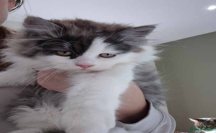 Mixed Breed cats - Advert 9
