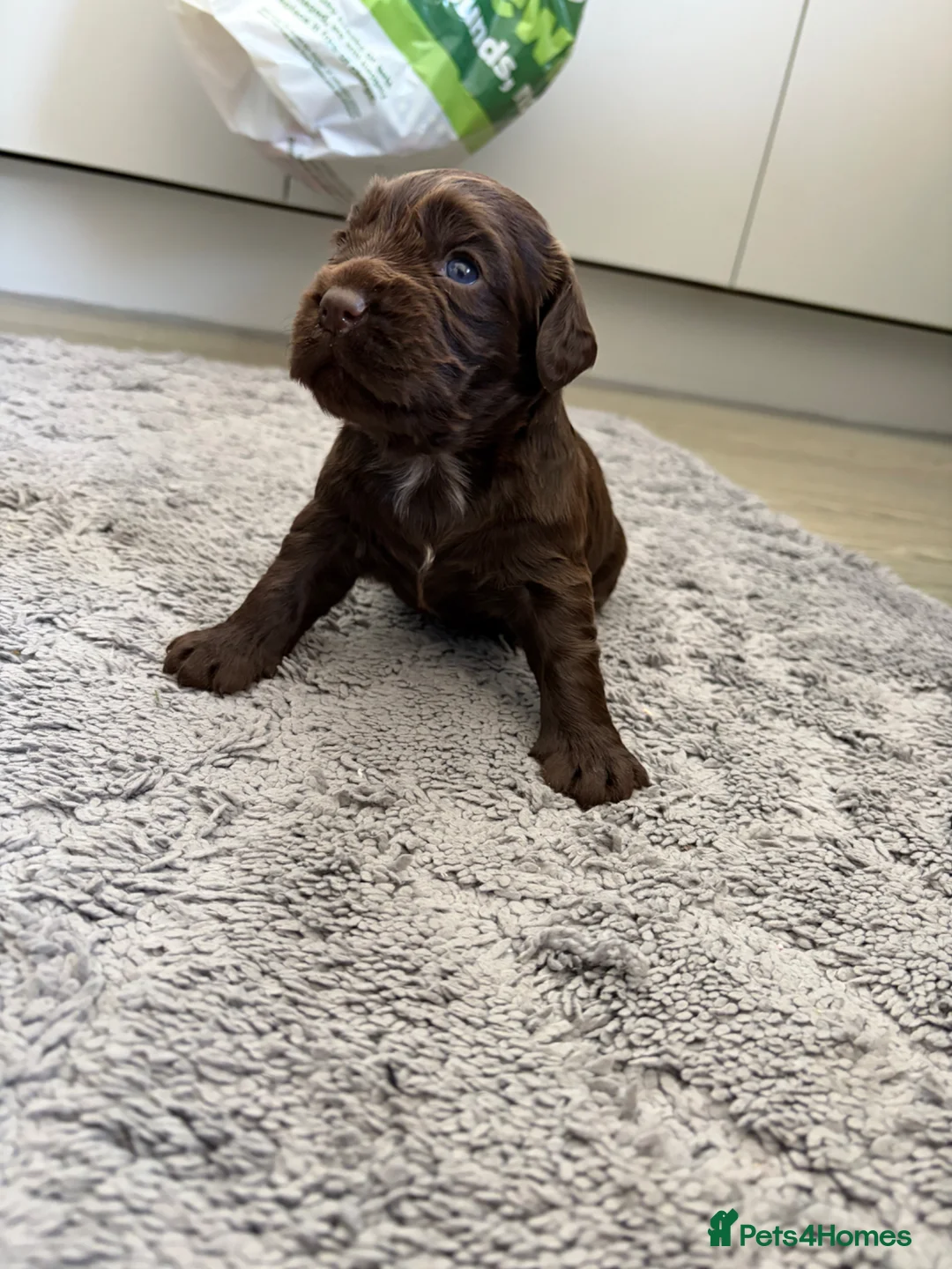 Cocker Spaniel dogs for sale: Cocker spaniel puppy’s  - Advert 2