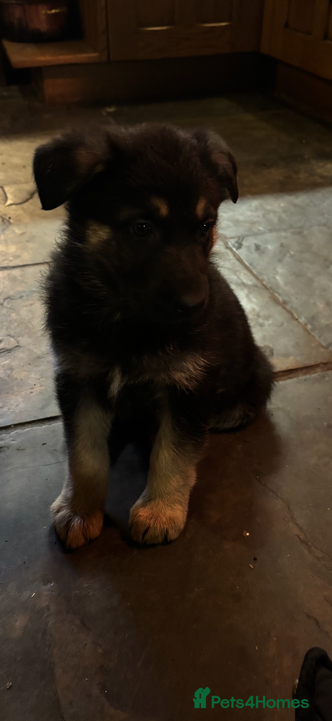 German Shepherd dogs for sale: Farm Bred German Shepard Puppies For Sale - Advert 5
