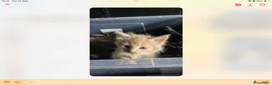 Maine Coon 2