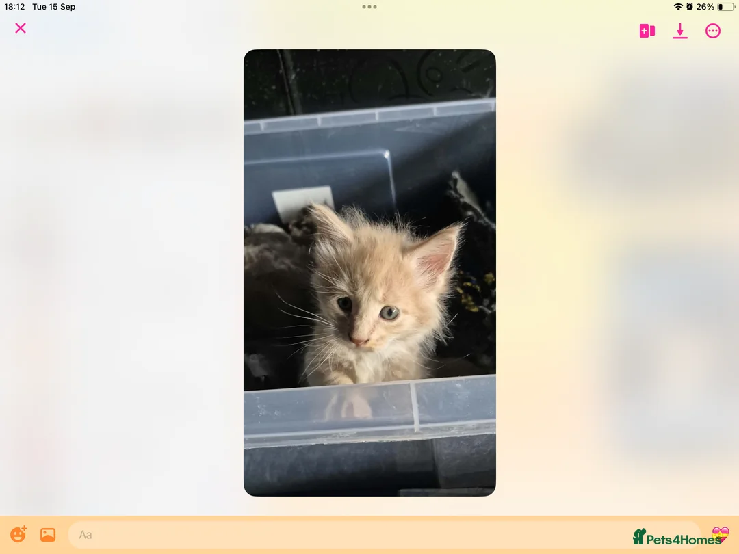Maine Coon cats for sale: Tica Reg Maine Coons - Advert 2