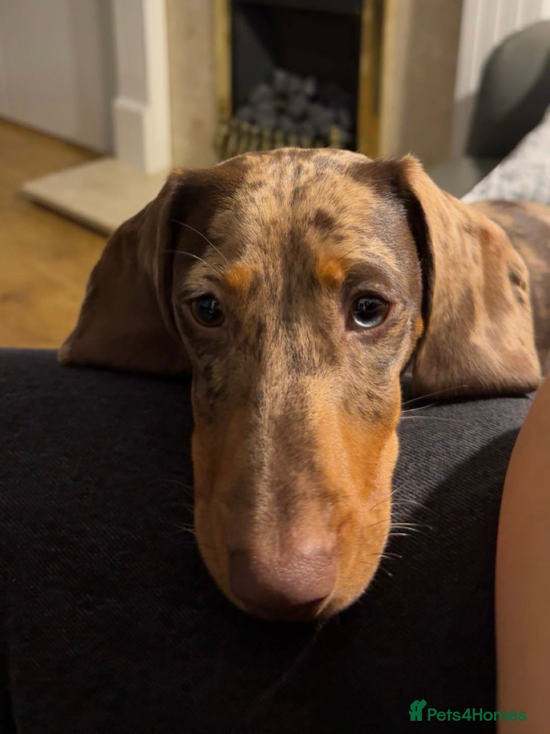 Dachshund dogs for sale: Dapple Dachshund - Brown/blue eyes  - Advert 5