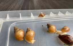 Snails invertebrates for sale: Giant African Land Snails - Wild, Albino & Jade - Image 4