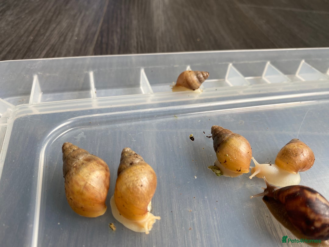Snails invertebrates for sale: Giant African Land Snails - Wild, Albino & Jade - Image 4