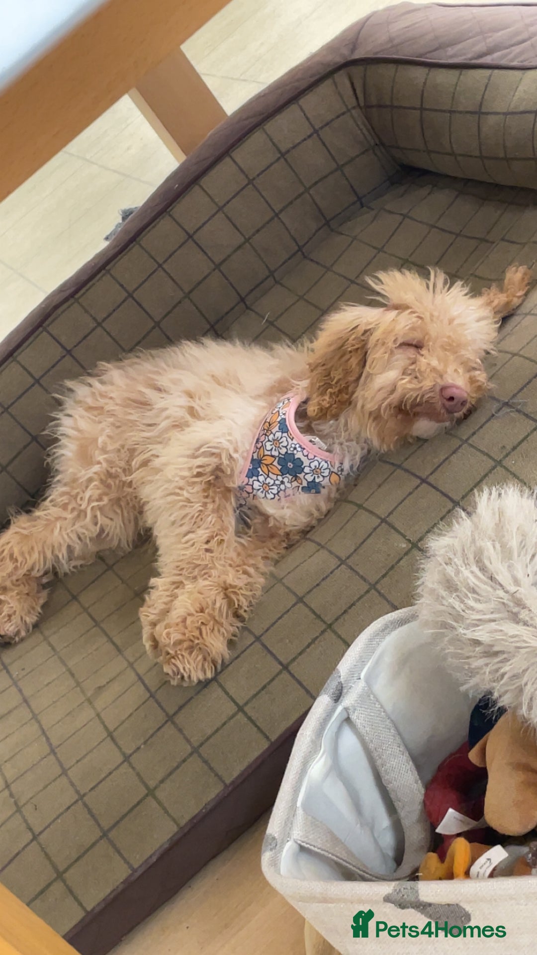 Cockapoo dogs for sale: Apricot girl - Advert 2