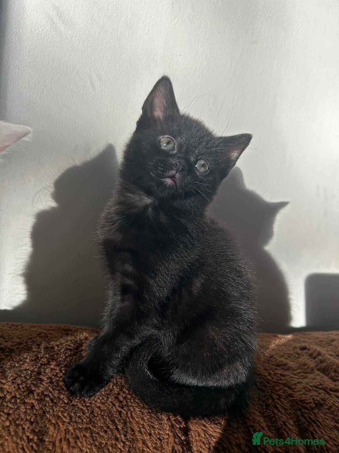 Ragdoll cats for sale: RUSSIAN DOLL kittens (1 left) - Advert 6