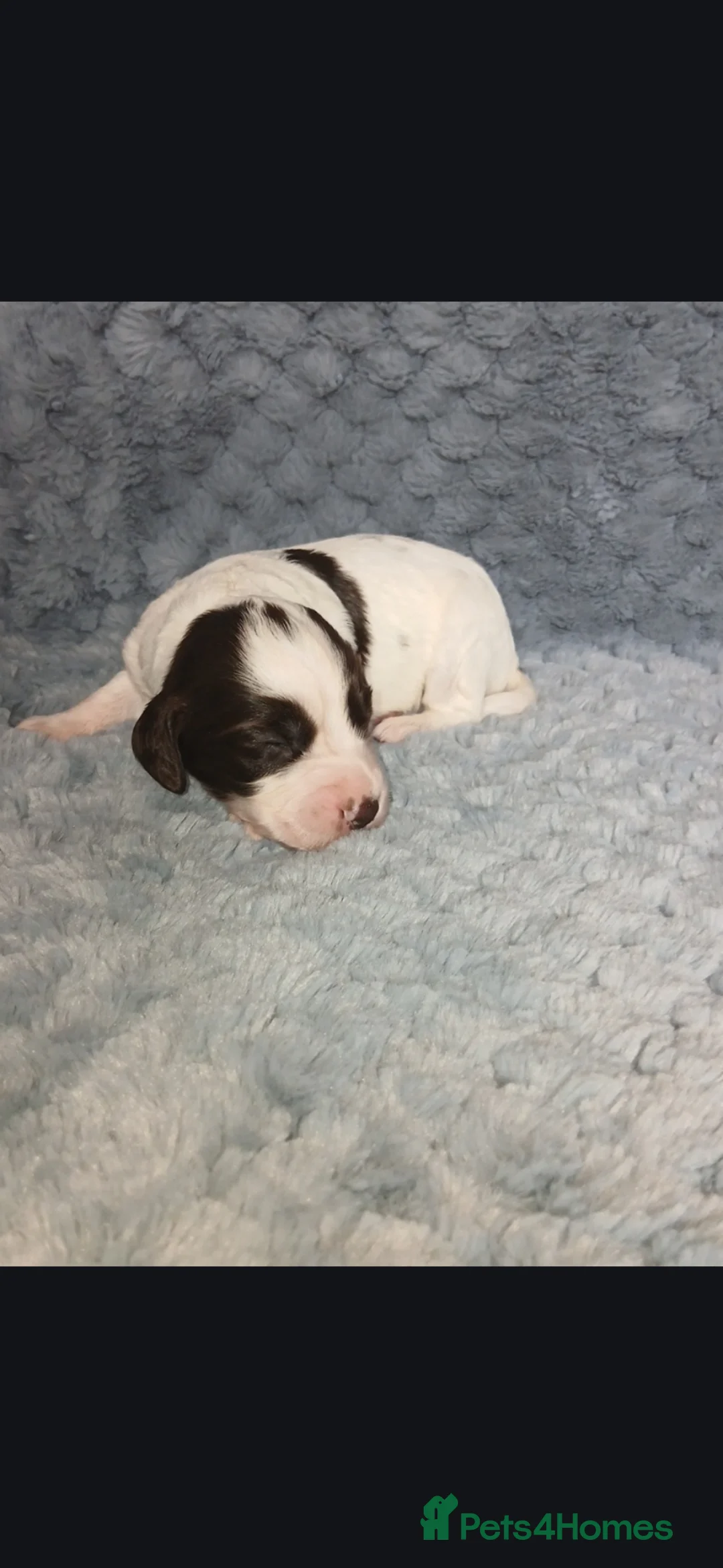 Cocker Spaniel dogs for sale: Beautiful cocker spaniel puppies for sale - Advert 9