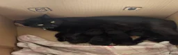 Mixed Breed cats for sale: 4 kittens for sale  - Advert 7