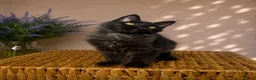 Maine Coon cats for sale: Pedigree Maine Coon Kittens 🌺 Champion Bloodlines - Advert 19