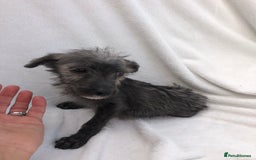 Mixed Breed dogs for sale: Bedlington terrier pups X poodle  - Image 7