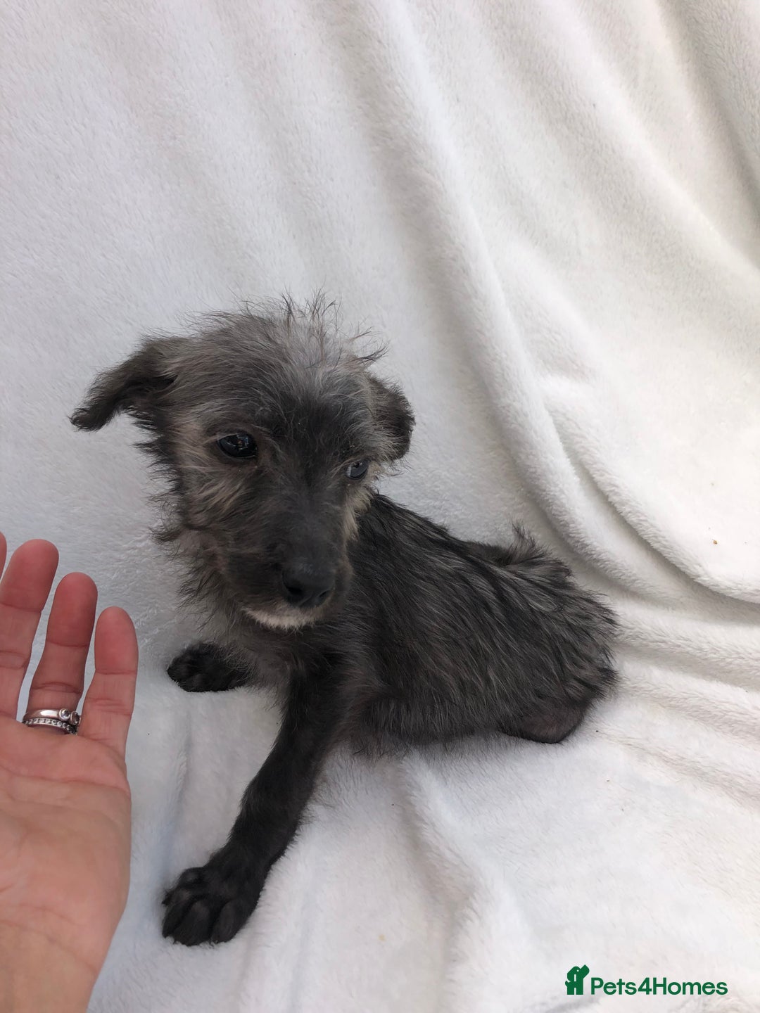 Mixed Breed dogs for sale: Bedlington terrier pups X poodle  - Image 7