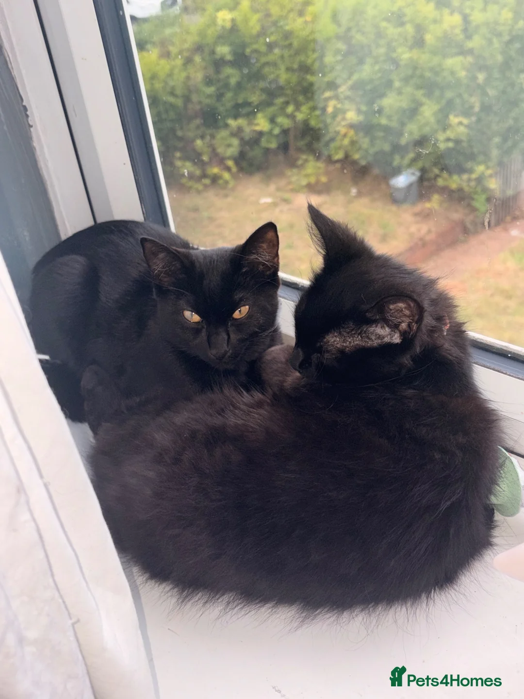 Mixed Breed cats for sale: I have to rehome my little girl panther  - Advert 1